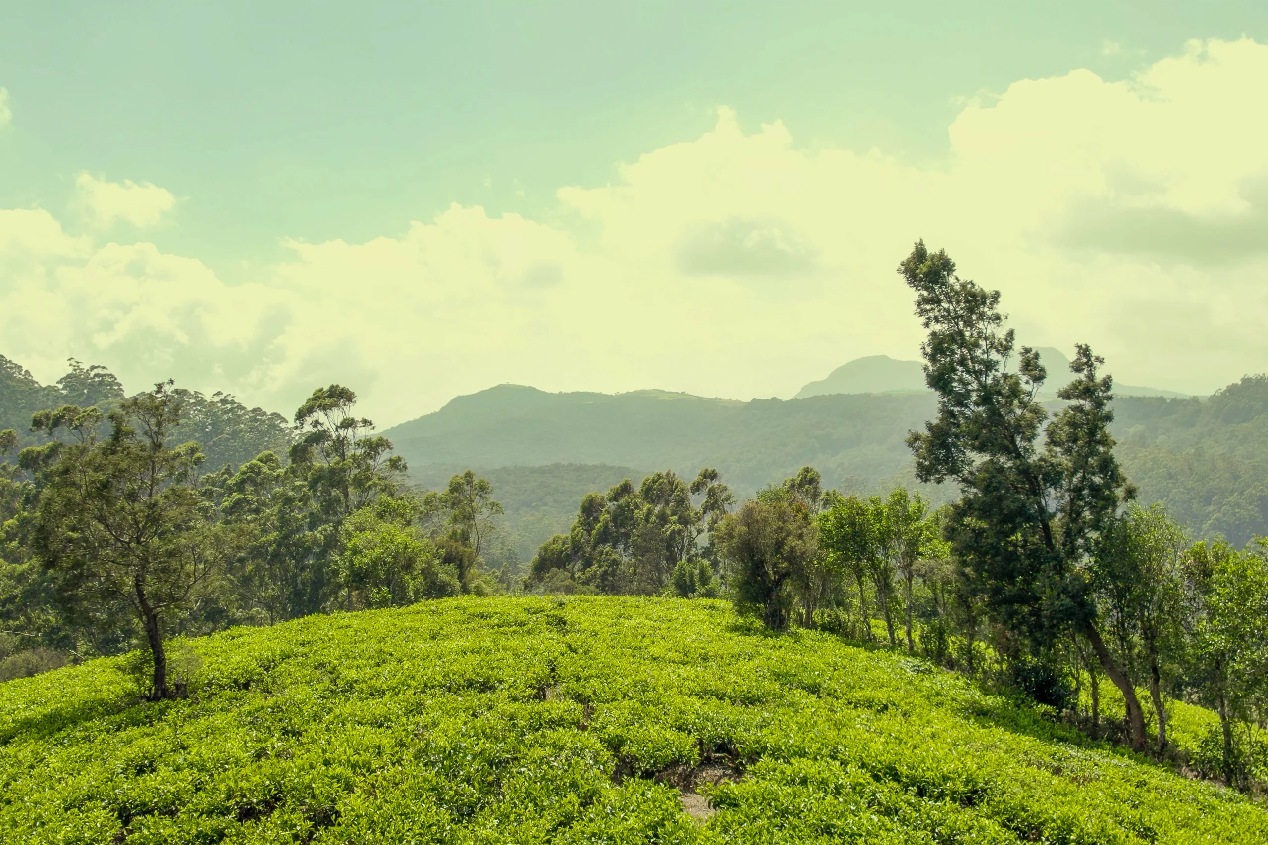 GALLERY Summerhill Bungalow Tea Garden - Nuwara Eliya